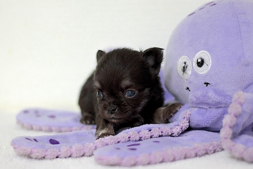 ✨ Un tout petit trésor ✨
Voici notre adorable mâle à poils longs 🐶🖤
Né le 20 juillet, il vient tout juste de fêter son premier mois 🎂🐾.
Un vrai petit ange, curieux et attendrissant, qui fait chavirer tous les cœurs 💫🥰#chihuahua #chihuahualove #chihuahualife #chihuahuaworld #chihuahualovers #chihuahuafan #chihuahuasofinstagram #chihuahualonghair #puppylove #puppylife #dogsoftheworld #doglovers