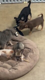 🐾 Quoi de mieux pour passer un bon dimanche ?
Un petit moment de pur bonheur avec nos bébés chihuahuas qui s’amusent dans la nurserie 💕
Des câlins, des jeux et des petites bouilles à croquer… de quoi faire fondre n’importe quel cœur 🥰✨ Parce qu’ici, chaque jour rime avec tendresse et fous rires !#chihuahua #babychihuahua #chiotchihuahua #chihuahualove #chihuahualife #chihuahuasofinstagram #chihuahuafan #mignonnerie #puppylove #tinydog #toybreed #miniaturedog #petitchien #doglovers #cutedog #instadog #chihuahuatoy #microchihuahua #teacupchihuahua #elevagechihuahua #chihuahualof #chihuahuasfrance #dogmoments #chihuahuapuppy