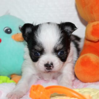 De nouveaux portraits pour les bébés de Mya 💕
Encore plus craquants de jour en jour…
On ne sait plus où donner du cœur tellement ils sont mignons 🥹
Impossible de choisir le plus adorable, chacun a son petit charme 🐾📩 Contactez-nous en privé pour en savoir plus sur ces petites merveilles.#chihuahua #chihuahualove #chihuahualife #babychihuahua #elevagechihuahua #chihuahuasofinstagram #chiotschihuahua #cutedog #doglover #instachihuahua #dogmom #valleedescedresbleus #mignonnerie #amourcanin