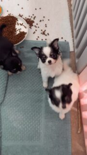 ✨ Vegas et sa petite tribu ✨
Séance de jeux dans la nurserie 🐶💫
Les chiots s’amusent, explorent et se dépensent pendant que maman Vegas veille discrètement sur tout ce petit monde… toujours un œil attentif, toujours présente 💛
Un joli moment de vie, plein de tendresse et de complicité.📩 Plus d’infos en privé#chihuahua #chiots #chihuahuasofinstagram #chihuahualove
#puppylife #puppymom #dogmoments #mignonnerie
#doglovers #instadog #dogstagram #petitchien
#babychihuahua #elevagechihuahua #frenchbreeder
#puppydaily #puppycommunity #adorablepets
#cuteanimals #puppyvibes #dogfamily