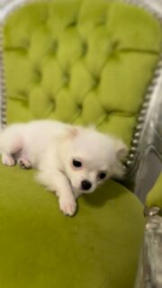Vidéo de notre petit prince Boo sur son trône 🐶🤍Tout blanc, de plus en plus beau, et déjà très charismatique… un vrai petit charmeur 😍
Il pose fièrement comme un roi dans la nurserie.Plus d’infos en message privé.
Pour voir tous les chiots actuellement disponibles rendez-vous à ce lien :
https://elevage-chihuahuas-lof.fr/chiots-chihuahua-disponibles/#Chihuahua #ChiotChihuahua #ChihuahuaLove #ElevageChihuahua #ChihuahuaLife