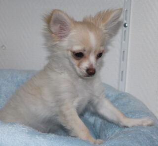 📸✨ Notre beau Birddy prend la pose… et quel charmeur ! 🐶🤍Avec sa jolie robe blanc et crème, son regard attendrissant et sa douceur naturelle, Birddy a tout pour faire fondre les cœurs 🥰C’est un petit chihuahua aussi affectueux que joueur. Toujours partant pour une séance de câlins, un moment de jeu ou une bonne sieste bien méritée, il apporte de la joie partout où il passe 💛Au fil des semaines, il s’épanouit un peu plus chaque jour et révèle une personnalité en or. Un véritable petit compagnon, plein de tendresse et de malice.Difficile de choisir une seule photo… alors voici un petit carrousel de notre magnifique Birddy 📸✨Plus d’infos en message privé.
Pour voir tous les chiots actuellement disponibles rendez-vous à ce lien :
https://elevage-chihuahuas-lof.fr/chiots-chihuahua-disponibles/#Chihuahua #ChiotChihuahua #ChihuahuaLove #ElevageChihuahua #ChihuahuaLife ChihuahuaMiniature ChiotsDisponibles