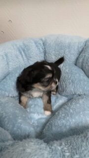 Vidéo d’une des deux chipies de Mia 🐶💛Cette petite tricolore est beaucoup trop mignonne 😍
Curieuse, espiègle et déjà pleine de personnalité, elle ne manque jamais une occasion de se faire remarquer.Une vraie petite coquine au regard craquant et à la bouille irrésistible ✨Plus d’infos en message privé.
Pour voir tous les chiots actuellement disponibles rendez-vous à ce lien :
https://elevage-chihuahuas-lof.fr/chiots-chihuahua-disponibles/#Chihuahua #ChiotChihuahua #ChihuahuaLove #NurserieChihuahua #ChihuahuaLife ChihuahuaMiniature