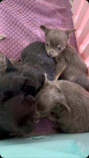 🐶💕 La petite tribu d’Ariel au complet ! 🥰
Ils ont tous fêté leur premier mois et ont déjà tellement changé ! ❤️ Une jolie fratrie composée de 3 filles et 3 garçons… l’équité parfaite, Ariel n’a pas fait les choses à moitié ! 😂⚖️
Six petites bouilles, six petits caractères qui commencent doucement à se dévoiler et toujours autant de mignonnerie réunie dans une seule vidéo. 😍🐾
Un vrai bonheur de les regarder grandir jour après jour ! 🥹
#Chihuahua #ChiotChihuahua #Ariel #BébésChihuahua #TropMignon