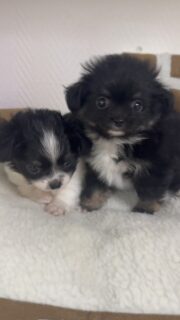 🐼🐻❤️ Deux des trois petites merveilles d’Umee réunies dans une même vidéo ! 🥰
D’un côté, notre adorable petit mâle façon mini panda noir et blanc 🐼🖤🤍… et de l’autre, notre craquante petite oursonne tricolore 🐻💕.
Les voir tous les deux côte à côte, c’est vraiment une double dose de mignonnerie ! 🥹 Deux petites bouilles différentes, mais tout aussi irrésistibles… Ils sont tellement choupis ensemble ! 😍🐾
#Chihuahua #ChiotChihuahua #Umee #BébéChihuahua #TropMignon