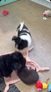 🎥🐾 Petite immersion dans la nurserie ! 🥰

Et aujourd’hui, acteur principal : Black&White ! 😂🐶
Monsieur est particulièrement excité et surtout… d’humeur très joueuse ! 😅😅🥰

Avec lui, impossible de rester bien tranquille… il faut que ça bouge, que ça joue et que tout le monde participe ! 😂❤️

#BlackAndWhite #Chihuahua #Nurserie #ChihuahuaLove #PetiteBouille