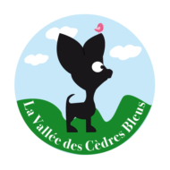 Logo élevage de chihuahuas LOF de la vallée des cèdres bleus - 41 Loire & Cher
