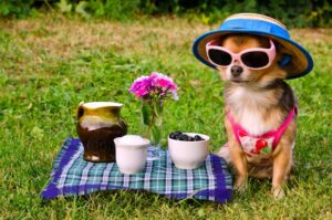Elevage chihuahua