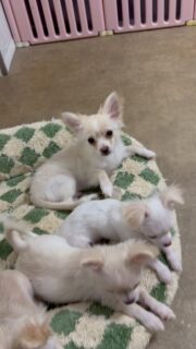 🐶💛 Le groupe des Minions est au complet ! 🤣Toujours collés les uns aux autres, à courir dans tous les sens, à jouer, à explorer… impossible de ne pas sourire devant cette joyeuse petite bande 🥰Chacun avec sa personnalité, mais tous aussi craquants les uns que les autres. Une vraie équipe de petits filous qui met de la bonne humeur partout où elle passe 💛✨#Chihuahua #ChiotChihuahua #ChihuahuaLove #NurserieChihuahua #ChihuahuaLife TropMignon TeamMinions