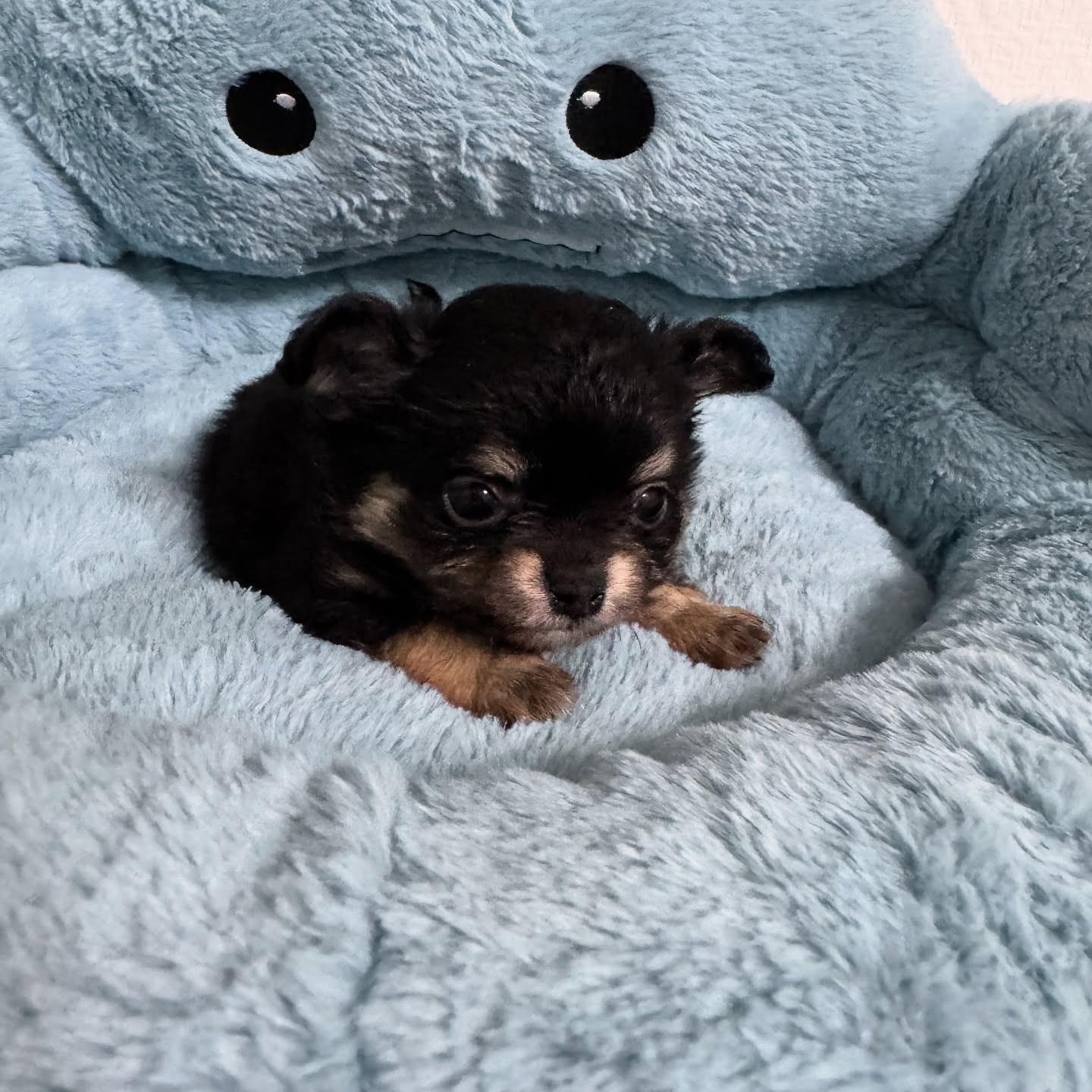 ✨ Une petite merveille sur pattes ! 🖤🔥 Avec son pelage noir et feu et son regard qui ferait fondre un iceberg, ce petit bout est une véritable star en devenir ! 🌟 Prêt à semer de l’amour partout où il passe. 💫🐾#ChihuahuaMagic #PetitTrésor #AmourSurPattes #ChiotChihuahua #ChihuahuaFrance #ElevageChihuahua #ChiensDeCompagnie #ChihuahuaLovers #CutePuppy #PetitChien #ChihuahuaPassion #ChiensMignons #PetiteBouleDePoils #ChihuahuaAddict #DogLover #PetInfluencer #ChihuahuaStyle