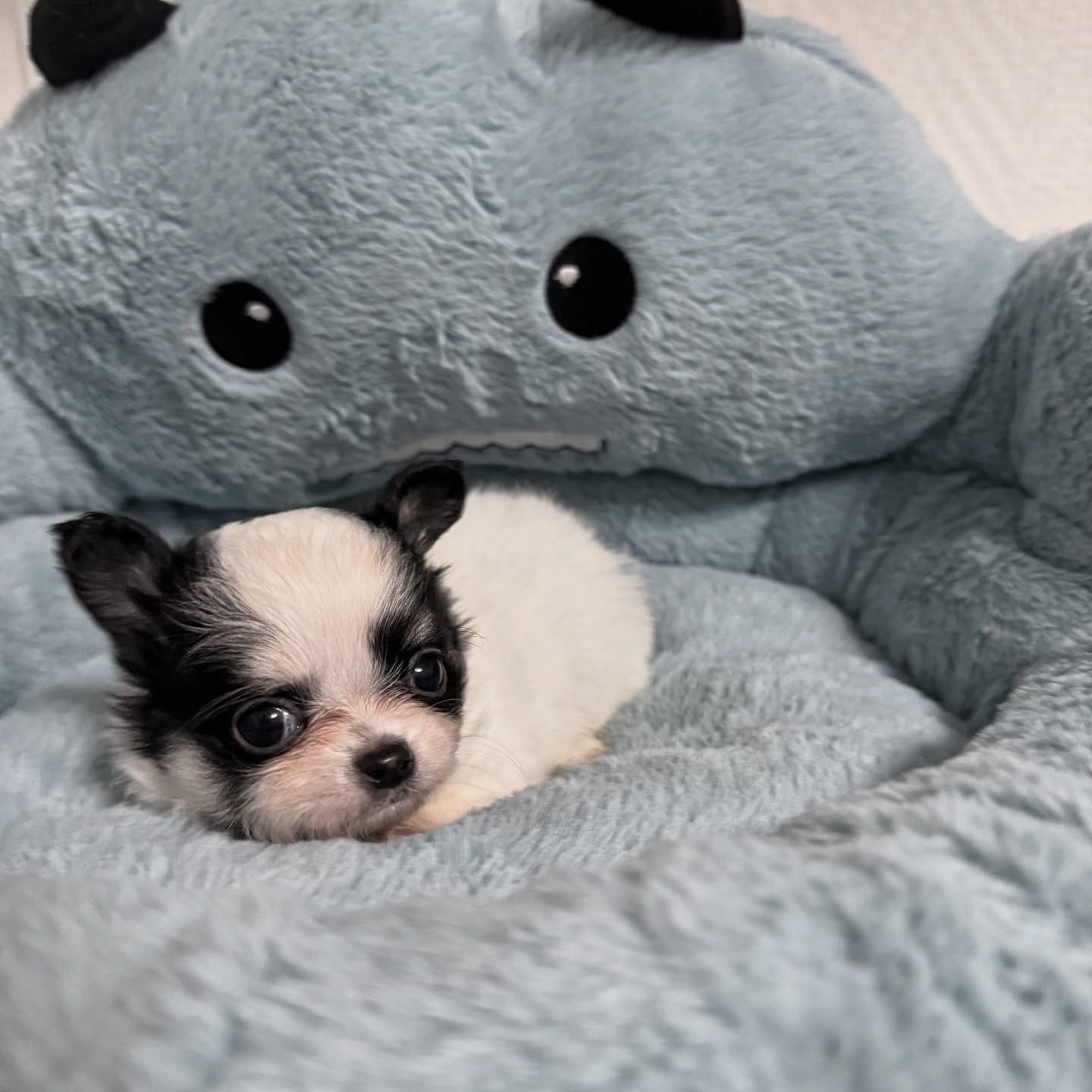 🐼✨ Une nouvelle petite merveille a fait son entrée ! Notre adorable petit « panda » noir et blanc, tout en douceur et en câlins, est prêt à faire fondre les cœurs. Comment résister à une telle bouille ? ❤️#PetitPanda #ChihuahuaLove #NouveauNé #ChiotMignon #ChihuahuaFrance #ChihuahuaPassion #BouleDePoils #ChiotsCraquants #AmisDesAnimaux #ChienMignon #ChihuahuaCute
