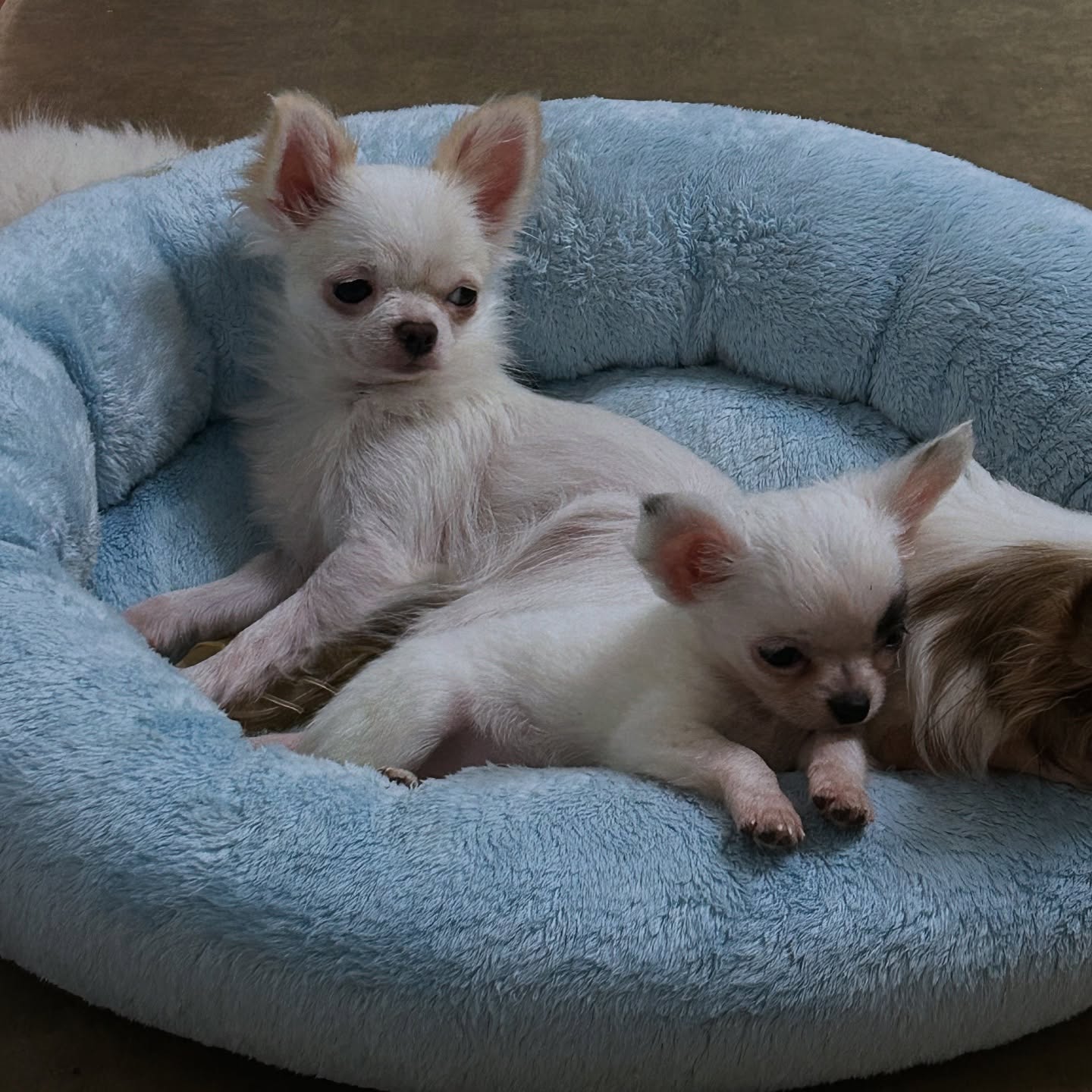 ✨ Deux boules de tendresse dans leur petit cocon moelleux ✨
Impossible de ne pas fondre devant tant de douceur 🐾💛
Leurs regards malicieux et leur fourrure d’un blanc éclatant font fondre tous les cœurs… et les likes aussi 😍
La définition même du bonheur sur pattes 🧸💤#ChihuahuaLove #MiniChiensMaxiCharme #ChiotsDeRêve #PetLovers #ChihuahuaAddict #DogsofInstagram #MignonnerieAbsolue #PuppyVibes #ChiotsMagiques #DouceurCanine #PoilsLongs #ChihuahuaLife #Instapuppy #TropChou #PetitBonheur #PetiteMerveille #DogLoversFrance #ChiotsEnCoussin