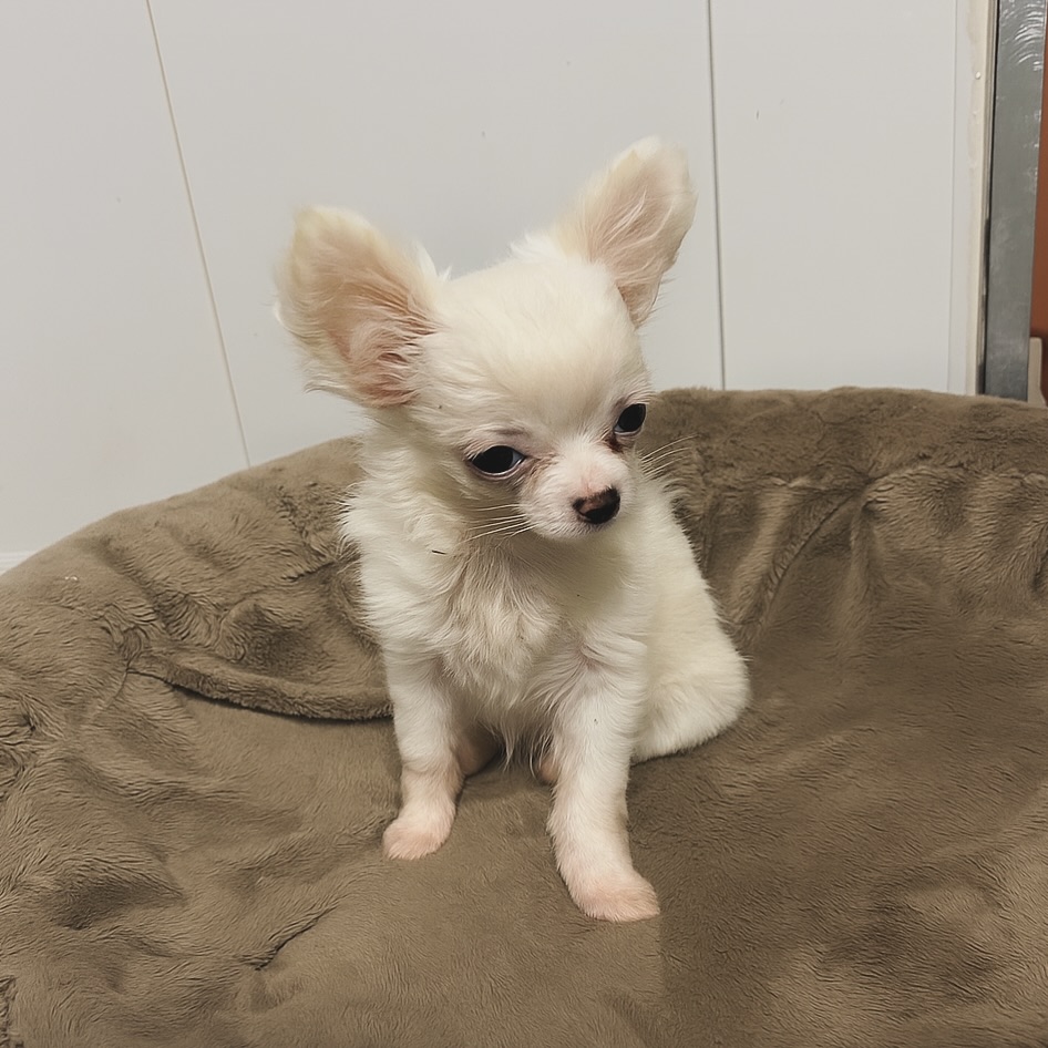 ✨ Une mini star en devenir !
Notre magnifique petite femelle chihuahua à poils longs prend la pose comme une vraie pro 🐶📸
Tout en douceur et en élégance, installée sur son coussin préféré… comment ne pas fondre ? 😍#ChihuahuaLove #ChiotChihuahua #ChihuahuaPoilLong #PetiteMerveille #DogModel #BabyDog #MiniChihuahua #ChihuahuaLife #ChihuahuaFrance #ElevageChihuahua #ChihuahuasOfInstagram #TropMignonne #ChiotÀCroquer #ChihuahuaLovers