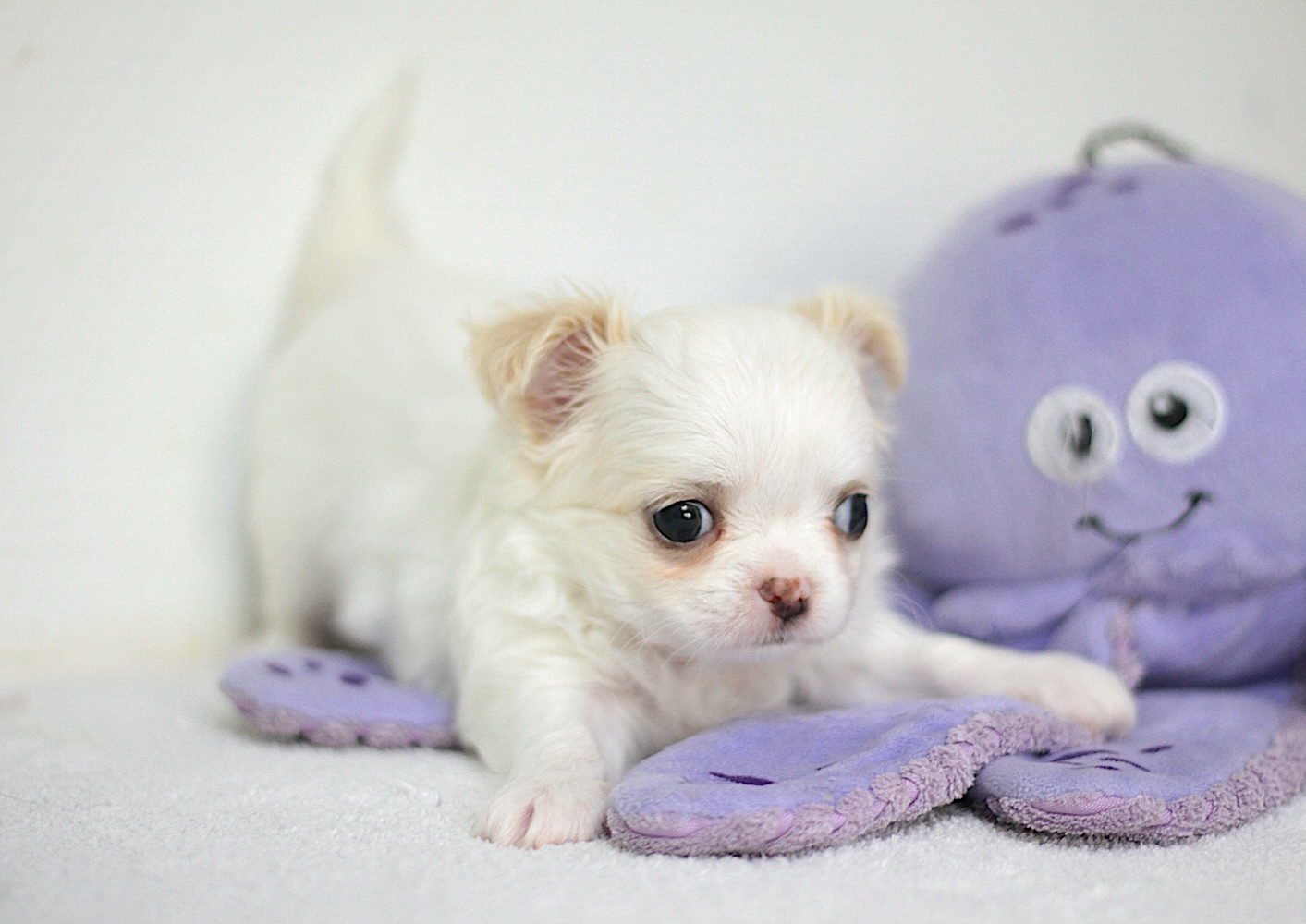 ✨ Trop choupi ✨
Voici notre petit mâle blanc à poils longs, né le 5 juillet 2025 🐶🤍
Un vrai petit ange tout doux, qui fait déjà craquer tout le monde avec son charme irrésistible 🥹✨⸻#chihuahua #chiots #puppy #puppylove #doglovers #dogsoftheday #puppyoftheday #puppylove #chihuahualove #babychihuahua #chihuahuasofinstagram #puppylife #cutepuppy #chihuahualovers #chihuahuapuppy #dogstagram #instadog #puppiesofinstagram #puppyoftheday #puppies #puppylove #animallovers #dogmom #dogdad #chihuahuasofinsta #chiotsfrance #elevagechiots #chiotmignon #chiotdoux #chihuahuaworld #puppytok
