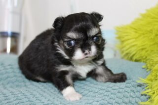 Notre petite beauté noire et blanche 🖤🤍, fille de la douce Stella, fêtera bientôt son premier mois 🎂🐾
Une vraie merveille pleine de douceur, déjà très expressive et curieuse du monde qui l’entoure 💕
Un vrai plaisir de la voir grandir chaque jour ✨📩 Pour toute demande d’information, n’hésitez pas à nous écrire en message privé.#chihuahua #chihuahualove #chihuahuasofinstagram #chihuahualife #doglover #puppylove #petlover #instadog #dogsofinstagram #babychihuahua #momentdetendresse #chichilove #adorablepuppy #puppyvibes #cutedog