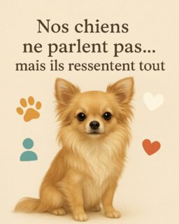 Nos chiens ne parlent pas… mais ils ressentent tout 💫Ils sentent quand on est triste, quand on est stressé, quand on a besoin d’un peu d’amour.
Leur présence suffit souvent à apaiser nos journées 🐶🤍Prenons un instant pour leur rendre tout cet amour qu’ils nous donnent sans compter 💕#ChihuahuaLovers #ChihuahuaFrance #ChiLove #DogLovers #AmourDesChiens #ElevageChihuahua #CompagnonsDeVie #PetLovers #CoeurDeChihuahua #ChihuahuasLof