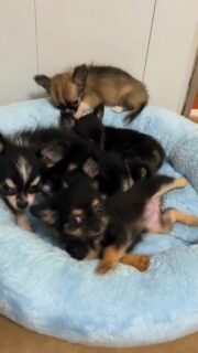 Un week-end plein de douceur 🐾💛
Entre câlins, petits museaux curieux et regards attendrissants… difficile de ne pas fondre devant ces boules d’amour ! ✨#chihuahua #chihuahualove #chihuahuasofinstagram #chihuahualife #doglover #puppylove #puppylife #instadog #dogsofinstagram #dogmom #petlover #cutepuppy #weekendvibes #momentdetendresse #chiots