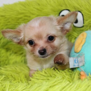 ✨ Nouvelles photos de notre petit chouchou couleur crème, à l’aube de ses 2 mois 🐶🤍
Toujours aussi doux, curieux et plein de tendresse… un vrai petit amour qui grandit à merveille 🥰
On ne se lasse pas de son adorable bouille et de son regard plein de douceur 💛#chihuahua #chihuahualife #chihuahualove #babychihuahua #puppylife #dogmom #doglovers #instadog #cuteanimals #petstagram #lovelypets #chiot #momentdouceur #elevagechihuahua #chienmignon