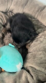 Entre deux jeux et quelques pauses tendresse, notre petite princesse bringée montre déjà sa jolie personnalité 💫
Un vrai petit bout de bonheur au quotidien !#chihuahua #chihuahualove #chihuahuasofinstagram #babychihuahua #puppylove #doglover #momentchihuahua #instadog #chienmignon #petitchien #chihuahuapuppy