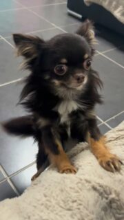 Notre beau Humour 🤎 porte décidément bien son nom !
Toujours prêt à faire le clown et à distribuer des câlins, il nous fait fondre un peu plus chaque jour 😍
Un vrai charmeur au grand cœur, aussi doux qu’attachant 🐾#chihuahua #chihuahualove #instachihuahua #doglovers #chocolatelover #chihuahuasofinstagram #doglife #chienmignon #cutedog #momentchihuahua