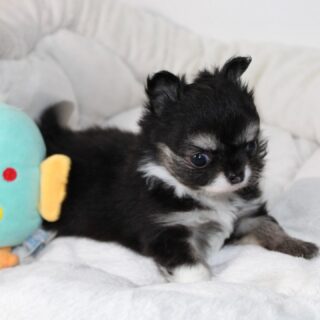 💖 Trop de mignonnerie à l’horizon !
Voici notre adorable petite femelle noire et blanche, née le 6 septembre 2025 🖤🤍
Avec son regard plein de tendresse et son petit museau craquant, elle fait chavirer les cœurs 💞
Elle restera toute petite — environ 1,8 kg adulte — un vrai petit trésor miniature 😍👉 Contactez-nous en privé pour plus d’infos 💌#Chihuahua #ChihuahuasDeLaValléeDesCèdresBleus #MiniChihuahua #BabyChihuahua #AmourDeChien #ChihuahuaLove #PetitMaisFéroce #ChiotChihuahua #ÉleveurChihuahua #ChienDeCompagnie