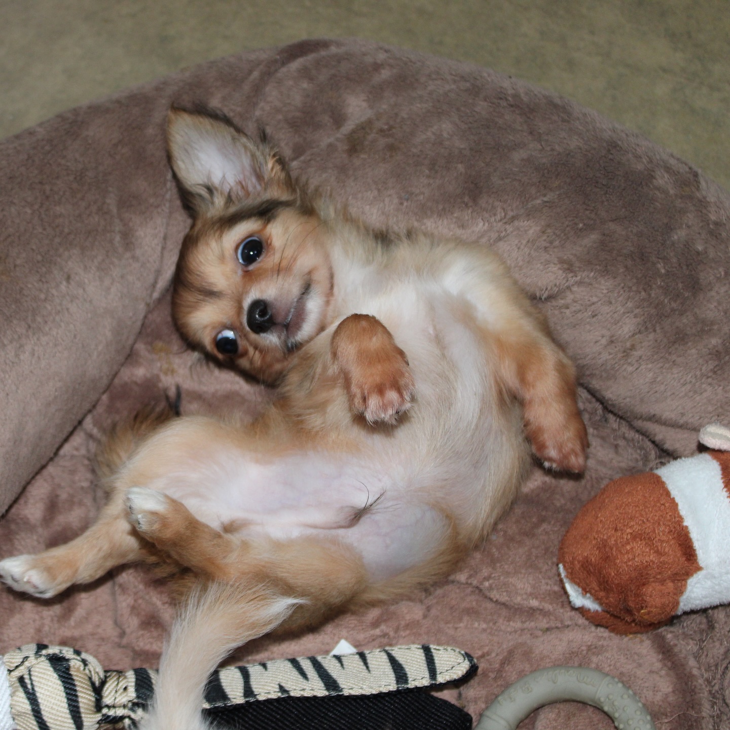 Quand l’attente du week-end devient une vraie philosophie de vie 😴💛
Notre petit chihuahua a tout compris : on se détend, on savoure le moment, et on recharge les batteries avant deux jours de câlins, jeux et siestes 🐾
Courage à tous, le week-end approche à grands pas ! 🫶#ChihuahuaLove #ChihuahuasDeLaValléeDesCèdresBleus #ChihuahuaLife #DogVibes #DogLovers #WeekendMood #CuteDog #PetitMaisFéroce #MomentDeTendresse #ChienMignon #PetiteBouleDAmour #ChihuahuaAddict #Dogstagram #PuppyLove #ChihuahuaWorld #AdorableDog #HappyDogLife #FunnyDog #ChihuahuaTime #DogLifestyle