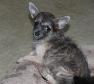 Aujourd’hui, place à la belle Athena, notre jeune princesse bleue charbonnée née le 5 mai 💙
Âgée de 5 mois, elle traverse doucement sa petite phase de transition avant d’arborer sa future et magnifique fourrure 😍
Déjà pleine de charme, de douceur et d’élégance… une vraie petite déesse 🐾
Pour plus d’infos, n’hésitez pas à nous contacter en privé 💌#Chihuahua #ChihuahuasDeLaValléeDesCèdresBleus #ChihuahuaLove #BlueChihuahua #PetitBonheur #DogLovers #CuteDogs #ChihuahuaLife #BabyChihuahua #ChihuahuaMoment #DogPhotography #PetLovers #ChiotsChihuahua #ChihuahuaFrance #AdorableDogs
