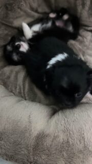 💫 Deux petites merveilles signées Stella 🐾
Elles n’ont que quelques semaines, mais déjà tellement de personnalité 😍
Entre douceur, malice et tendresse, nos deux princesses noires et blanches font fondre tous les cœurs 💖
Leur regard pétillant et leurs petites attitudes de chipies ne laissent personne indifférent 🥹✨ Nées le 6 septembre 2025, elles grandissent entourées d’amour et d’attention.
Chacune a son petit caractère, mais toutes deux débordent d’affection et de joie de vivre 🥰📩 Envie d’en savoir plus ? Écrivez-nous en privé.#ChihuahuasDeLaValléeDesCèdresBleus #ChiotsChihuahua #AmourDeChiot #PetiteMerveille #DogLovers #VieDeChihuahua #ElevageFamilial #ChihuahuaFrance #MiniChihuahua #ChihuahuaLove #ChihuahuaOfTheDay #Instadog #CutePuppy #PuppyEyes