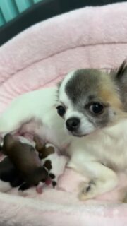 Notre merveilleuse Romy nous comble de bonheur 🥰
En ce début de semaine, elle a donné naissance à quatre magnifiques petits trésors : trois adorables filles et un petit garçon 💕
De véritables merveilles tachetées noir et blanc, chocolat et blanc… un tableau plein de douceur et d’amour 🐾
Romy veille sur eux avec tendresse — un pur bonheur à contempler 😍#ChihuahuasDeLaValléeDesCèdresBleus #NaissanceChihuahua #MamanChihuahua #ChiotsMignons #ChihuahuaLove #ChihuahuaLife #PetitMaisFéroce #DogLovers #ChiotsChihuahuas #MomentDeTendresse #ChihuahuaAddict #Dogstagram #ChihuahuaFamily #AmourCanin #ChihuahuaBreeder #PuppyVibes