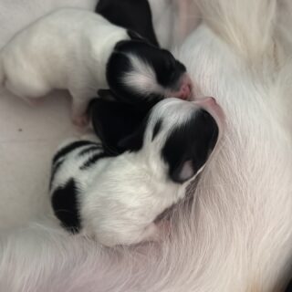 Un peu de douceur en ce lundi soir 🥰. Regarder ces petites merveilles est si apaisant 😍. #chiots #chihuahua #lof #love #cute #beautiful #puppies #dog #elevagechihuahua #puppy #doglove #puppylove #loireetcher #tours #blois #orleans