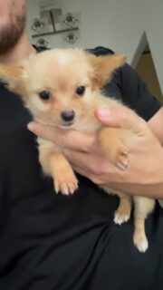 Petit coucou matinal du beau et doux Aribo 💛
Toujours aussi tendre et câlin, il commence la journée avec toute sa douceur et son regard plein d’amour 🥰
On ne se lasse pas de ce petit cœur trop mignon 🐾🌿 Passez une merveilleuse journée 💕
📩 Contactez-nous en privé si vous êtes intéressés !#chihuahua #chihuahualove #babychihuahua #chihuahualof #elevagechihuahua #minichihuahua #teacupchihuahua #chiotschihuahua #chihuahuasofinstagram #instachihuahua #chihuahualife #doglover #mignonnerie #puppylove #dogsoftheday #cutedog #valleedescedresbleus