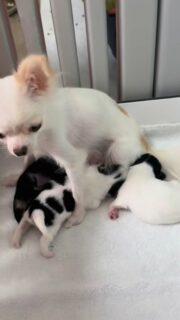 ✨ La magnifique Vegas et ses petites merveilles 🐾
Nos adorables bébés grandissent de jour en jour sous le regard bienveillant de leur maman 💕
De vrais petits trésors, déjà pleins de douceur et de curiosité 🥰
Chaque journée à la nurserie est un concentré d’amour, de tendresse et de câlins 🤎📩 Pour plus d’infos, n’hésitez pas à nous contacter ou à consulter notre site :
👉 https://elevage-chihuahuas-lof.fr/chiots-chihuahua-disponibles/#chihuahua #babychihuahua #chihuahualove #chihuahuasofinstagram #elevagechihuahua #chihuahualof #puppylove #mamanchihuahua #tinydog #teacupchihuahua #miniaturedog #mignonnerie #petitchien #doglovers #chihuahuapuppy #microchihuahua #chihuahuafrance #cutepuppy #nurseriechihuahua