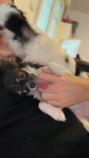Envahie par deux pots de colle de compétition 😅❤️
Ariel et Olaf ne me lâchent plus d’une patte… de vrais petits amours toujours prêts pour des câlins et des bisous 🥰🐾
Impossible de résister à tant d’amour et de mignonnerie 😍🐶 Voir nos chiots disponibles ici 👉 https://elevage-chihuahuas-lof.fr/chiots-chihuahua-disponibles/#chihuahua #chihuahualove #babychihuahua #chihuahualof #teacupchihuahua #minichihuahua #chiotschihuahua #elevagechihuahua #chihuahuasofinstagram #chihuahuasworld #chihuahuasarelife #instachihuahua #chihuahualife #chihuahuasgram #doglover #mignonnerie #chiotmignon #puppylove #dogsoftheday #furbaby