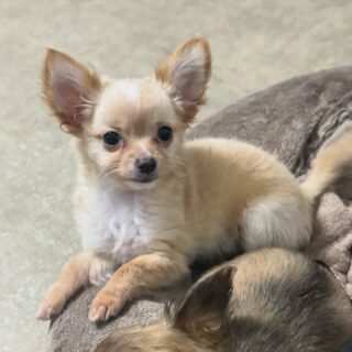 🐶 Coucou moi, c’est Aribo 💛
Je suis un petit chiot chihuahua né le 6 août 2025, plein d’énergie et de tendresse 🥰
J’adore les câlins, les bisous et surtout jouer pendant des heures 🐾 Un vrai petit cœur sur pattes ❤️📩 Contactez-nous en privé pour plus d’infos ou consultez notre site :
👉 https://elevage-chihuahuas-lof.fr/chiots-chihuahua-disponibles/#chihuahua #chiotchihuahua #elevagechihuahua #chihuahualove #babychihuahua #doglovers #chihuahualife #instachihuahua #chihuahuaworld #adorabledogs