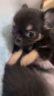 💛 Un mini trésor plein de tendresse…
À tout juste 3 mois, ce minuscule chihuahua noir et feu de 600 grammes déborde déjà d’amour et de malice 🥰
Toujours collé contre nous, curieux de tout, et tellement attachant. Impossible de ne pas fondre devant son regard tout doux 🥹💕📩 Contactez-nous en privé pour plus d’infos#chihuahua #babychihuahua #chihuahualove #chihuahualife #chihuahuadulof #chiotchihuahua #petitchien #chihuahuasofinstagram #chihuahuafan #mignonnerie #adorable #doglovers #cutedog #dogmom #dogdad #tinydog #toybreed #miniaturedog #microchihuahua #teacupchihuahua #chihuahuatoy #petlovers #dogsoftiktok #dogsofinstagram #instadog #puppylove #chiotmignon