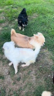 Un petit aperçu de nos jolies demoiselles en balade dans la cour 🌸🐾
Entre jeux, câlins et curiosité, chacune profite du moment à sa manière 💕
Un vrai concentré de douceur et de bonne humeur sous le soleil ☀️#chihuahua #chihuahualove #chihuahualof #elevagechihuahua #femellechihuahua #minichihuahua #teacupchihuahua #instachihuahua #dogsoftheday #chiotschihuahua #valleedescedresbleus #chihuahuasofinstagram #puppylife #mignonnerie