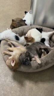 Une petite dose de douceur pour terminer le week-end en beauté ✨
Nos petits chichis vous souhaitent une belle soirée et un excellent début de semaine 💕
De quoi aborder le lundi du bon pied (et de la bonne patte 🐾) 😍#chihuahua #chihuahualove #chihuahualof #minichihuahua #teacupchihuahua #chiotschihuahua #instachihuahua #valleedescedresbleus #puppylove #dogsoftheday #momentdetente #mignonnerie #sundayvibes