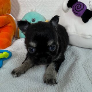 Les 5 petites merveilles de notre belle Mya et du magnifique Esteban grandissent à vue d’œil 😍
Trois adorables princesses et deux petits princes, tous plus craquants les uns que les autres 💕
Ils auront déjà 1 mois dans deux jours… le temps passe si vite 🐾✨ Découvrez leurs jolies bouilles en photo et vidéo, de quoi faire fondre tous les cœurs 🥰
📩 Nous contacter pour plus d’infos ou consulter notre site : https://elevage-chihuahuas-lof.fr/chiots-chihuahua-disponibles/#chihuahua #chiotschihuahua #elevagechihuahua #chihuahualove #minichihuahua #chihuahuasofinstagram #teacupchihuahua #babychihuahua #chihuahuasworld #cutechihuahua