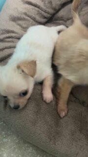 Alvin, Aribo & la compagnie 🐾
Gentiment installés sur leur coussin, ces petits amours profitent d’un moment de calme et de douceur 💕
Entre regards tendres et petites bouilles craquantes, impossible de ne pas fondre 😍🌿 Une vraie dose de mignonnerie pour illuminer la journée !#chihuahua #chihuahualove #babychihuahua #chihuahualof #elevagechihuahua #minichihuahua #teacupchihuahua #chiotschihuahua #mignonnerie #dogsoftheday #puppylove #instachihuahua #chihuahuasofinstagram #valleedescedresbleus