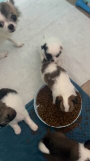 Petit flashback trop craquant 😍✨
Retour de quelques semaines en arrière, quand les bébés de Romy étaient encore un peu plus petits… et toujours aussi trognons 🥹🐾Nos 3 petites princesses et leur frère en pleine exploration, à fond dans la découverte du monde… et surtout de la gamelle de croquettes 😅🥣
On ne s’en lasse pas, ils étaient (et sont toujours) de vraies boules d’amour !🔗 Chiots disponibles : https://elevage-chihuahuas-lof.fr/chiots-chihuahua-disponibles/
📩 Contact en privé pour plus d’infos#chihuahua #chiots #chihuahuasofinstagram #chihuahualove #chihuahuapuppy
#puppylove #puppyoftheday #doglovers #dogsofinstagram #mignonnerie
#cuteanimals #puppydaily #puppyeyes #minichien #petitchien
#tinychihuahua #puppylife #babychihuahua #puppyvibes #puppycuteness
#elevagechihuahua #frenchbreeder #dogmoments #puppyexplorer
#dogvideos #puppyvideo #chihuahuaworld #chihuahuafan #adorablepets
#puppiesofinstagram