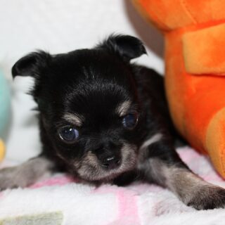 Regardez-moi ces petits amours 🥰 — la jolie femelle noire et feu et les deux adorables mâles tricolores de la belle Vegas 🐾
Ils grandissent si bien et deviennent chaque jour un peu plus craquants 😍
De vrais petits trésors remplis de tendresse 💕. ➡️ contactez nous en privé pour plus d’infos ☺️🌿 Découvrez nos chiots disponibles sur 👉 https://elevage-chihuahuas-lof.fr/chiots-chihuahua-disponibles/#chihuahua #chiotchihuahua #babychihuahua #chihuahualove #minichihuahua #chihuahuasofinstagram #elevagechihuahua #instachien #chihuahuafan #petitchien #chihuahuasofinsta #doglovers #puppylove