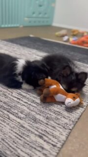 🖤🤍 Deux petites merveilles noir et blanc en plein moment de tendresse avec leur doudou préféré 🧸🐾
Si petites, si craquantes et déjà pleines de caractère 😍 Ces deux sœurs chipies feront moins de 2 kg à l’âge adulte — de véritables mini trésors d’amour et de douceur 💞
Nous contacter en privé pour plus d’infos ✨#chihuahua #babychihuahua #minichihuahua #chihuahualove #chihuahuasofinstagram #chihuahualovers #toypuppy #cutepuppy #adorablepuppy #instadog #doglovers #chihuahuaworld #puppylove #doglife #dogmom #petitebouledepoils #tinychihuahua #chiotchihuahua #dogsoftheworld #chihuahualife