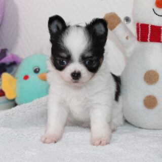 ✨ La fifille et les deux petits garçons de la douce Vegas ✨
Trois petits trésors noirs & feu/tricolores qui grandissent à vue d’œil et deviennent chaque jour plus craquants 🥹💕
Leur maman peut être fière : douceur, petits regards malicieux et câlins à volonté… tout y est !Alors… à votre avis, lequel de ces trois amours est la femelle ? 👀💖
On attend vos pronostics en commentaires, c’est toujours un moment trop mignon à lire !📩 Nous contacter en privé pour plus d’infos.#chihuahua #chiotschihuahua #chihuahualove #elevagechihuahua #chihuahualife #chihuahuasofinstagram
#dogsofinstagram #instadog #puppiesofinstagram #puppylove #mignonnerie #bbchihuahua
#blackandtan #tricolore #tinychihuahua #minitoy #doglovers #cutepuppy #puppyeyes
#petitepuce #chiotdamour #dogfamily #nurserie #valleedescedresbleus #chihuahuafan #lovechihuahua
#dogmoments #puppyvibes