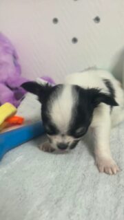 Le petit bout de Mia… une vraie douceur.
Avec ses petites taches noires sur le museau, il a déjà son charme à lui, celui qui te fait fondre en une seconde 🥹🖤
Calme, curieux, tout mignon… on pourrait le regarder pendant des heures.#chihuahua #chiotchihuahua #valleedescedresbleus #mignonnerie #puppylove #instapet #puppystagram #doglovers #chihuahuasofinstagram #petitebouille #puppyeyes #cutepets