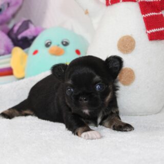 Après une vidéo qui vous a tous fait fondre, la petite pépette de Rigolote se prête cette fois au jeu du photoshoot… et que dire ?
On n’a même plus les mots 😍
Tellement douce, expressive et déjà pleine de personnalité — une vraie petite merveille qui illumine l’objectif à chaque cliché ✨Pour plus d’infos, contactez-nous en privé 💌🐾#chihuahua #chihuahualove #chiot #chiots #chihuahuasofinstagram #puppylove #babychihuahua #petitchien #doglovers #dogstagram #minidog #mignonnerie #photopet #puppygram #reelsfrance #fypfrance #chihuahuasworld #elevagechihuahua #valleedescedresbleus