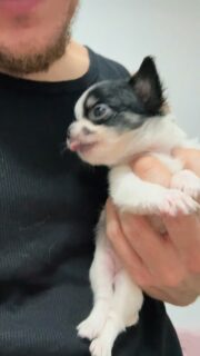 🥹🤣🥰 Le petit chouchou noir et blanc nous tire la langue… et nos cœurs fondent instantanément !
Un vrai petit ange à croquer, plein de malice et déjà tellement expressif.
Impossible de résister à cette petite bouille d’amour 🐾💕#Chihuahua #Chihuahualove #Chihuahualife #ChiotChihuahua #PuppyLove #PuppyCute #BabyDog #DogLovers #CutePuppy #PetitChien #ChihuahuaFrance #ElevageChihuahua #ChihuahuaBreeder #ChihuahuaMini #ChihuahuaWorld #DogDaily #PuppyDaily #PuppyGram #DogGram #TinyDog #MiniDog #DogFamily #PetLovers #PuppyOfTheDay #InstaDog #DogCute #ChihuahuaAddict #ChihuahuaNation #ChihuahuaLovers #DogMoments