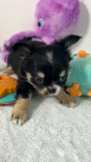 ✨ La petite puce tricolore de Mia et Esteban… née le 6 octobre 2025, et déjà capable de faire fondre n’importe quel cœur 🥹💕
Avec ses petites couleurs parfaitement dessinées et son air tout doux, elle apporte une vraie dose de tendresse dans la nurserie.
Une mini merveille comme on les aime… délicate, expressive et déjà pleine de charme 🥰📩 N’hésitez pas à nous contacter en privé pour plus d’infos.#chihuahua #chihuahualove #chihuahualife #elevagechihuahua #puppylove #mignonnerie #chiotfrance #chiotchihuahua #tricolore #doglovers #instadog #petitepuce #miniaturedog #nurserie #cuteanimals #bbchihuahua