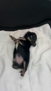 Petit coucou du dimanche matin ☀️
Aujourd’hui, on vous présente la petite puce de Rigolote (oui, la maman de notre fameux Olaf international pour ceux qui suivent 😅).Fille unique et déjà un vrai petit caractère…
Une chipie adorable, attachante, expressive, et tellement drôle à observer 🥰
Impossible de ne pas craquer devant sa petite bouille !#chihuahua #chihuahualove #chihuahuasofinstagram #puppylove #puppyeyes #puppygram #doglovers #doglife #minidog #elevagechihuahua #chihuahuafan #chiots #cutedog #instadog #toypuppy #dogmoments #dailydoseofcute #valleedescedresbleus