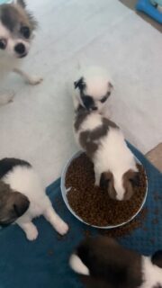 La douce Romie et ses petites merveilles grandissent à une vitesse folle… et que dire : ils sont toujours plus craquants et de vrais petits coquins 🥰
Entre câlins, petites explorations et regards malicieux, on ne se lasse pas de les voir évoluer jour après jour ✨#chihuahua #chiotchihuahua #chihuahualove #puppylife #nurseriedeschichis #bébéschiens #puppylove #chihuahuasofinstagram #elevagechihuahua #petitspuppies #cutedogs #doglovers #tinychihuahua #minidogs #chihuahuasworld #instadog #chiotmignon #puppyvideo