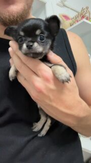 Coucou tout le monde 🥹🖤
Voici notre petite puce noir et feu, si minuscule qu’elle tient dans la main… et pourtant déjà pleine de personnalité !
Entre petite frayeur et grande curiosité, elle découvre tout avec ses yeux ronds et son courage de bébé.
Un vrai trésor qui fait fondre le cœur à chaque regard 🥰Pour plus d’infos sur cette merveille, contactez-nous en privé 💌
Et retrouvez nos chiots disponibles ici :
👉 https://elevage-chihuahuas-lof.fr/chiots-chihuahua-disponibles/#chihuahua #chihuahualove #chiotchihuahua #chihuahuasofinstagram #doglovers #minidog #microchihuahua #babychihuahua #chihuahuaworld #chihuahualife #instachien #chienfrance #petitchien #dogmom #dogdad #chihuahuafan #cutedog #puppylife #puppylove #nurseriedeschichis #eleveurfrancais #elevagechihuahua #chiotdisponible #puppyoftheday #blackandtanfan #tinychihuahua #tinypuppy #minipuppy #adorabledog #chiensoftiktok